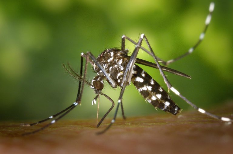 Estado prepara mobilização contra o Aedes em Goiás para 26 de novembro Close-up de um mosquito sobre uma superfície natural.